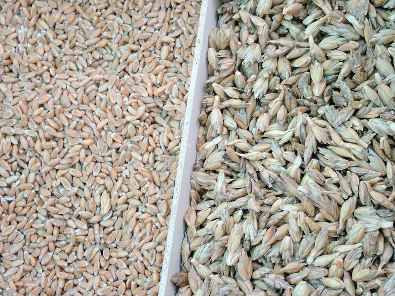 Oats and Grains and Barley Grow
